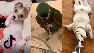 The Cutest Animals! Best Cute Animal Compilation 🐶