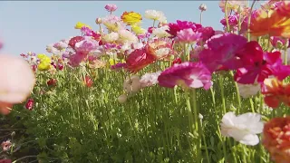 Celebrating spring at the Carlsbad Flower Fields