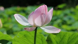 ЛОТОСЫ lotus flower ДОКАФИЛЬМ ДАЛЬНИЙ  ВОСТОК Vladivostok