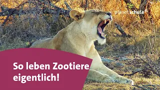 Tiere der afrikanischen Savanne - Das kleine 1x1 der Artenkunde  | planet schule