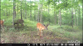 Giant Pennsylvania buck - Monster buck on trailcam