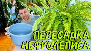 ПЕРЕСАДКА ПАПОРОТНИКА НЕФРОЛЕПИСА / ОТДЕЛЯЕМ ДЕТОК / СЪЕМКА НА 2камеры