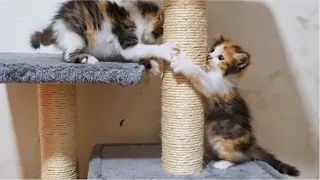 Kittens epic fight at the tower, Kitten fall down