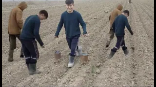 Жааз келди💁‍♂️Беде урук колдо кантип септик🤫Гектарына канча кети🌾Самоделка Беде, сепкичти жасадык