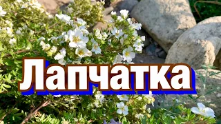 Лапчатка кустарниковая. Посадка, уход, обрезка, размножение.