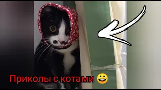 СМЕШНЫЕ КОТЫ 2021 🐱😻😂 ЛУЧШИЕ ПРИКОЛЫ С КОТАМИ И СОБАКАМИ 😀🐶🐱