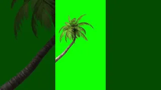 No copyright green screen palm tree, palm tree animation #shorts video