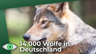 Bald 14.000 Wölfe in Deutschland: Werden uns Wölfe gefährlich? - Clixoom nature