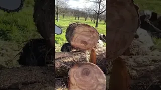 Baumscheibe sägen | Slo-Mo | Cut wood slice