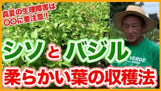 家庭菜園や農園のシソ栽培やバジル栽培で柔らかい葉を収穫する方法！真夏の生理障害を寒冷紗を使った育て方を徹底解説！【農家直伝】/Tips for Growing Perilla and Basil.