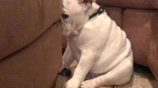 When dogs make mistakes|Best Funny Guitly Dogs Compilation of all time