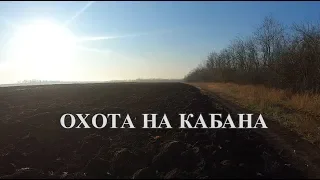 Охота на кабана с лайками