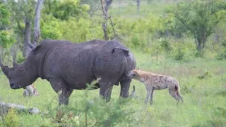 12 times hyenas messed with the wrong animals!