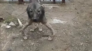 Hündin wurde über Jahre von ihrem besitzer Gequält - Die Tierretter sind völlig entsetzt!