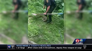 Houma police remove python from backyard