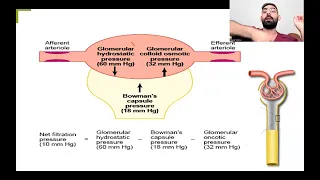 Renal physiology (Regulation of GFR) Dr.Yousif Abbas