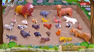 Animals for Kids to Learn | Forest Animals and Wild Animals for Kids Playful Learning Video