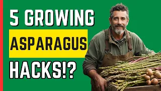 Thicker & Tastier: Top Hacks for Growing Asparagus You Won't Believe!