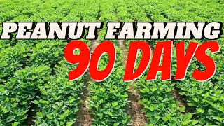 How to become a Millionaire farmer in 3 months. Commercial groundnuts farming in Africa.