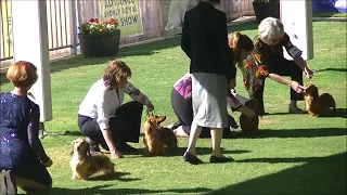 Long Haired Miniature Dachshund Sydney Royal Dog Show 2019