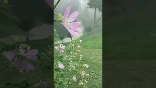 beautiful nature #shorts #nature #mountains #natureasmr #naturephotography #naturelovers #pakistan