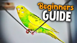 How to take Care of a Parakeet | Beginner's Guide to Pet Birds