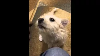 A dog reaction to a wolf howl