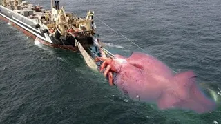 The Most Modern Squid Fishing Boat You've Ever Seen Catches Hundreds Of Thousands Of Tons of Squid