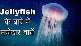 जेलीफ़िश के बारे में 22 रोचक तथ्य || Interesting facts about jellyfish in Hindi