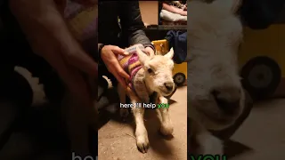 HELPING OUR NEWBORN LAMB FIND HIS LEGS!! 🥴 ...cold lamb rescue (part 3/9)