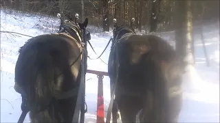 Gentle Giants Virtual Sleigh Ride 2022