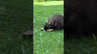 This porcupine loves watermelon 🍉 Gotta get every last bite 😊 #porcupine #porcupineeating