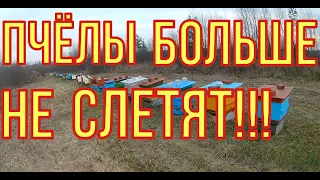 Почему слетели пчёлы. Слёт или коллапс пчёл. Как избежать слёта.