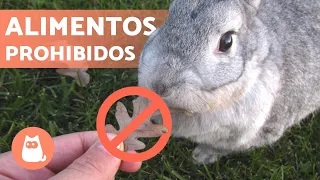 8 ALIMENTOS TÓXICOS para CONEJOS 🐰❌🥑 ¡No se los des!