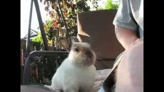 Sneezing baby bunny