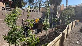 Creating a Mini Food Forest in Las Vegas