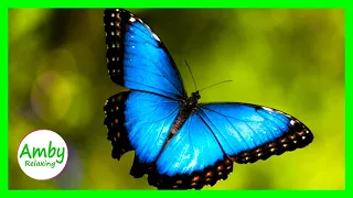 Stunning Butterflies & The Best Relaxing Music - 2 Hours RELAXING MUSIC Screensaver HD 1080P