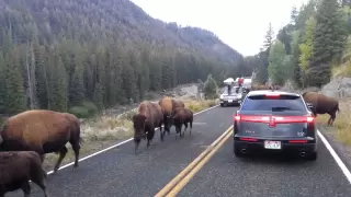 Bison hits car in Yellowstone