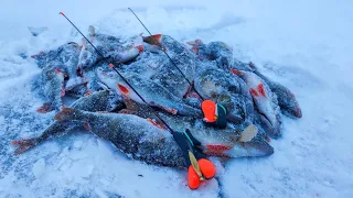 Зимняя рыбалка в берегу на окуня. Разловил новые снасти на Ладоге. Зимняя блесна.