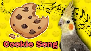 Cookie Song | จิงเจอร์ปุ๊ดๆ | Cookie Cookie | Cockatiel Training Sound | Cockatiel Training Songs