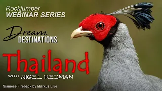 Rockjumper Birding - Thailand with Nigel Redman