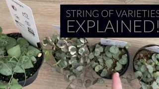 Ceropegia String of (Hearts, Spades, Needles) Varieties Explained!