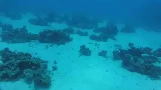 White Tip Shark  (Акула Белоперая)