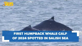 First humpback calf of 2024 whale watching season spotted in Salish Sea