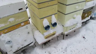 ответы на вопросы по улью биненхаус - зимовка пчел на воле в 6 рамочном улье с магазином