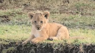 Cute lion cub playing