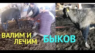 БЫКИ НА ОТКОРМЕ _ ЛЕЧИМ КОПЫТА/BULLS ON feedlot _ TREAT Hoof