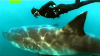 Alexander Sheps & Mike Rutzen: Dancing with a White Shark