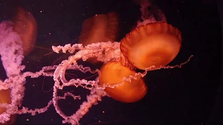 Oklahoma Aquarium (Jenks,OK) Walk Through