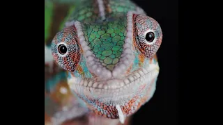 Cammy the Chameleon: Master of Disguise SpecialAnimal #1